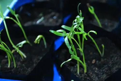 Menyemai kangkung