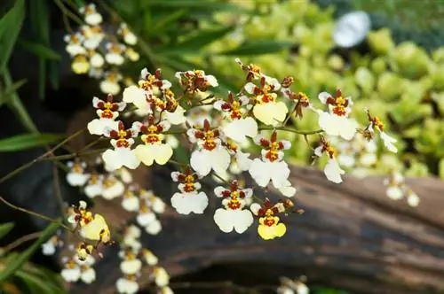 Mini flores de orquídea