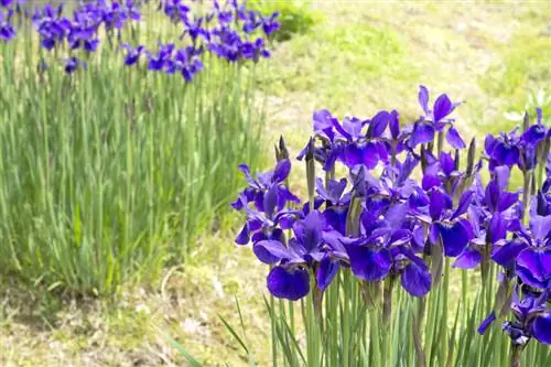 Waar plant je de iris?