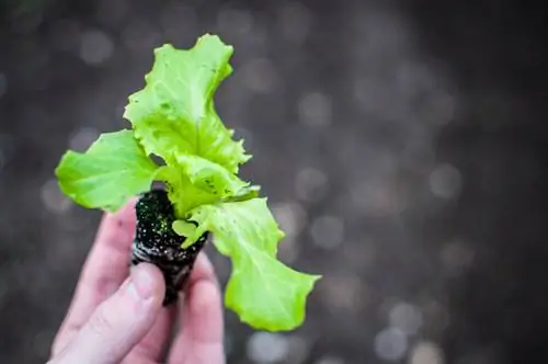 Lettuce cultivation