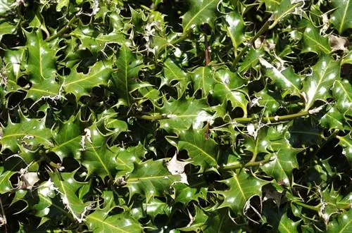 Trapiantare Ilex