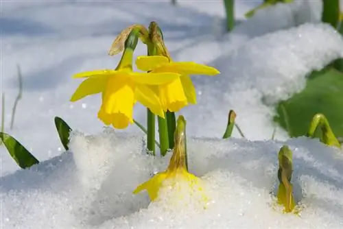 Daffodils in winter