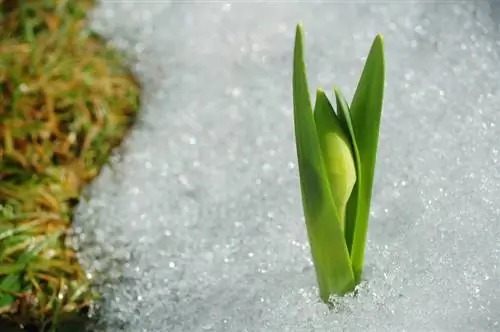 Narcissen overwinteren: wanneer en hoe doe je dat correct?