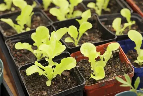 Sow lettuce: Directly outdoors or in seed trays