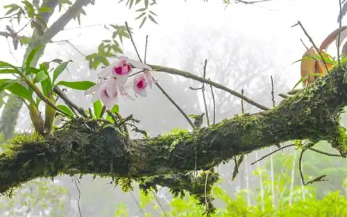 Trópicos de orquídeas