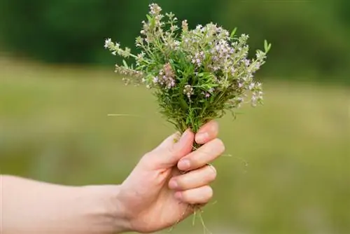 Cvjetni čubar: Jestivi ukras i aromatični sastojak