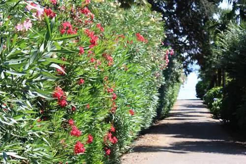 Tela de privacidade do Oleander