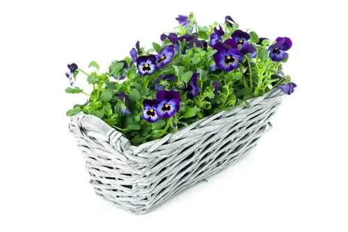 Gehoornde violetwitte vlekken