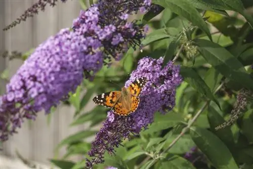 buddleja