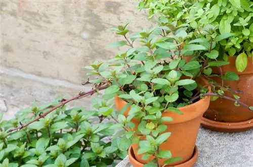 Munt in een pot planten: 5 tips van experts voor op het balkon