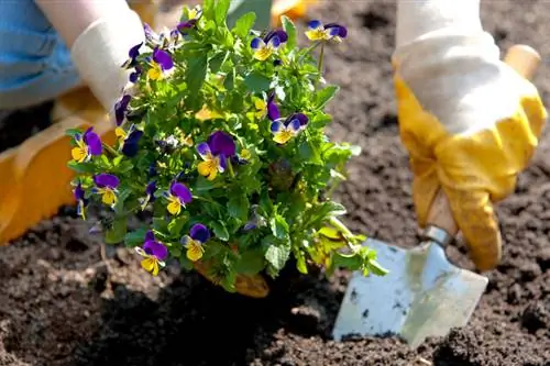 Planting horned violets: tips for location, soil and care