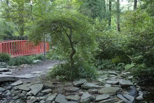 bonsai di salice piangente