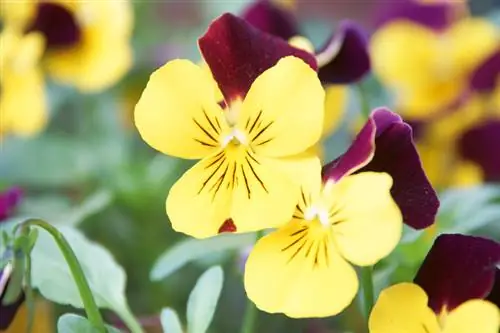 Gehoornde viooltjes: profiel en verzorgingsinstructies voor de tuin