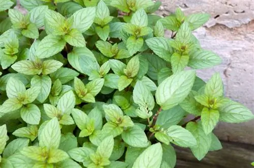 Mint perennial