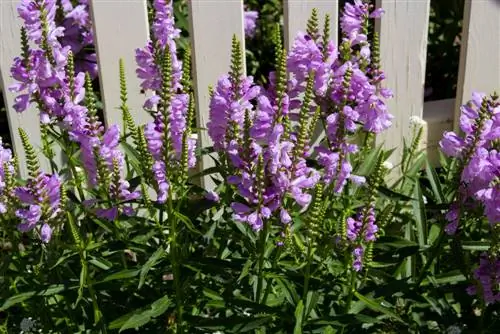 Ledblomma: plantering och skötsel av den