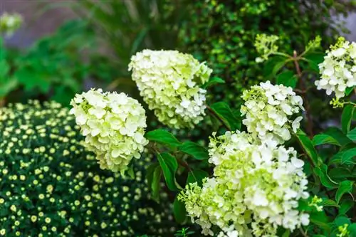 Pluimhortensia's kweken: zon of schaduw?