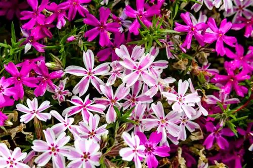 Phlox-lajikkeet: Tutustu floksien monimuotoisuuteen