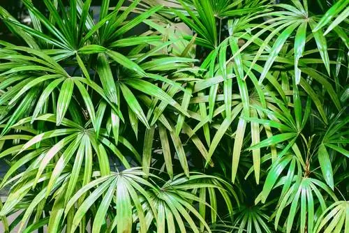 Droë blare op die waaierpalm, bot. livistona rotundifolia, afgesny