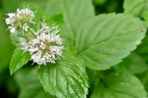 Menthe ou menthe poivrée : quelle variété est la bonne ?