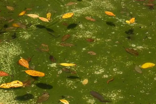 thread algae-in-the-pond