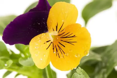 Fertilizing Horned Violets: When, how and which fertilizers?