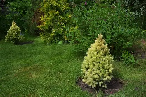 Sugarloaf spruce pruning