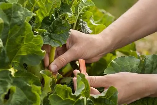 ফলন rhubarb