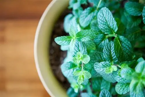 Repotting mint correctly: What needs to be taken into account?