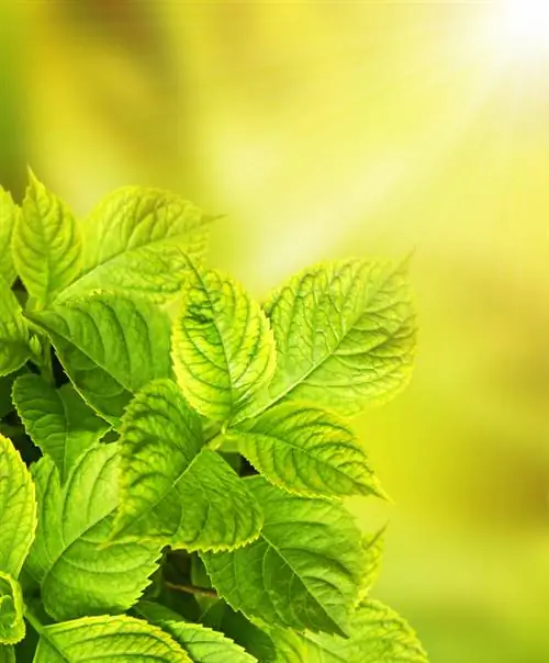 Pluimhortensia zonder bloemen