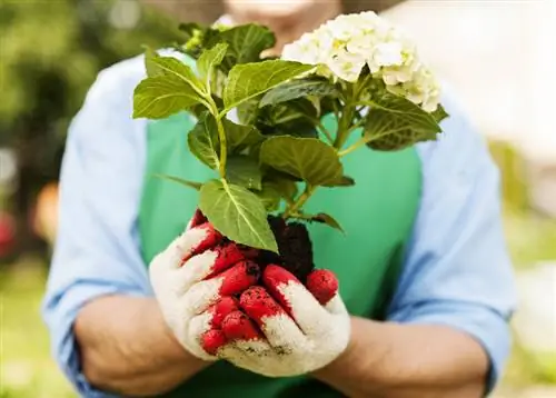 Biljna hortenzija metlica