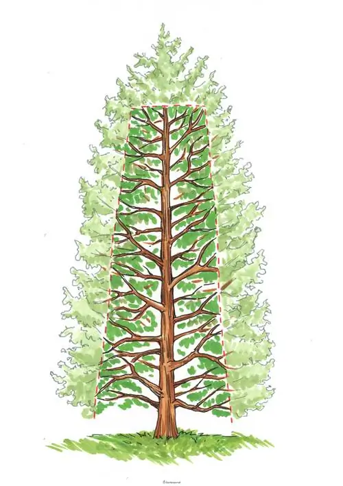 Thuja Smaragd poda