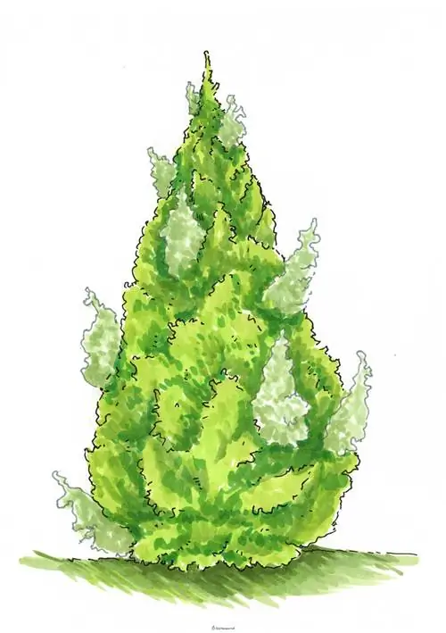 Diluir la thuja maragda