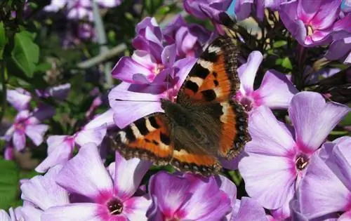 Phlox baxım məsləhətləri