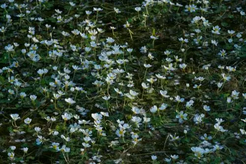 zuurstof van waterplanten