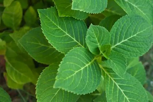 Pag-akyat sa pagpapalaganap ng hydrangea