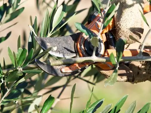 Cutting olive trees shapely and productively - tutorial for beginners