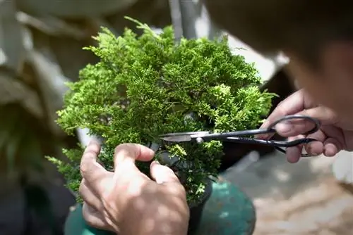 bonsai pjaustymas