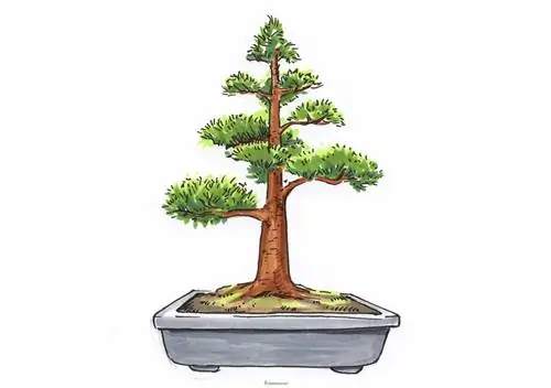 Upright bonsai