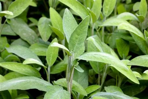 Salvia que hiberna con éxito: consejos para camas y contenedores