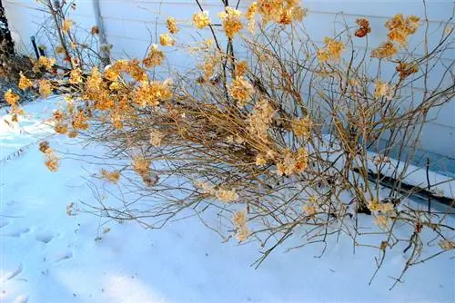 Puutarhahortensia talvella