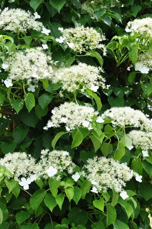 Espèces d'hortensia grimpant