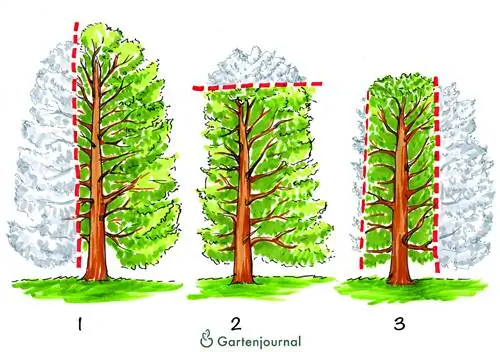 Yew rejuvenation pruning