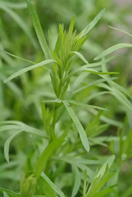 Tanam tarragon