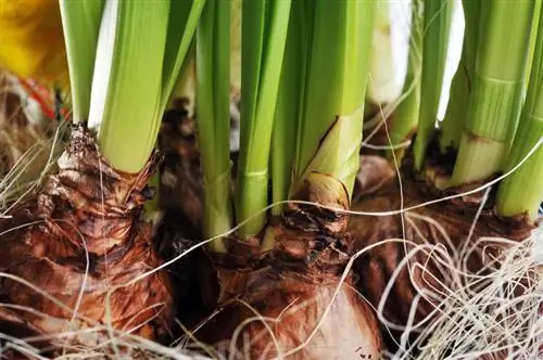 Narcissenbollen verzorgen