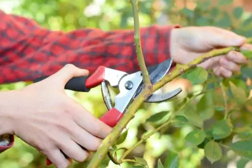 Climbing roses pruning