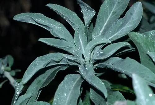 Sage affected by mildew? These solutions help