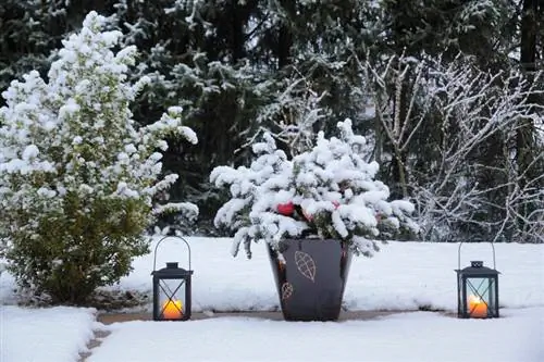 Gentiaanbos in die winter: Hoe beskerm ek dit teen ryp?