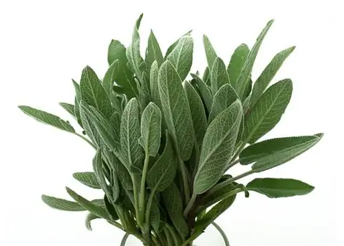 Propagate sage