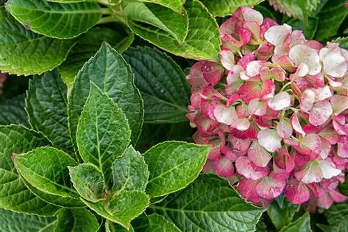 Beginilah cara hydrangea “Vanille Fraise” Anda tumbuh subur: petunjuk perawatan