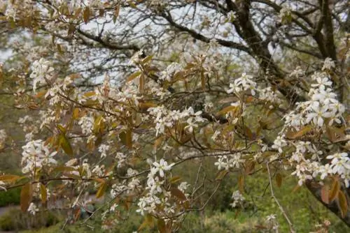 Pemotongan serviceberry - tutorial untuk potongan yang sempurna